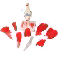 Articulação do joelho (12 Partes)