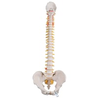 Modelo de coluna vertebral flexível: Versão clássica