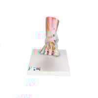 Modelo do esqueleto do pé com ligamentos e músculos