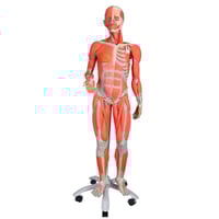 Figura humana feminina com músculos (Desmontable em 23 peças)