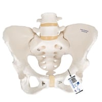 Modelo anatómico do esqueleto da pelvis feminina flexível