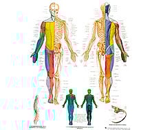 Lâminas Anatómicas