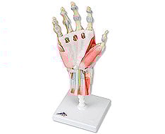 Articulações Articulações