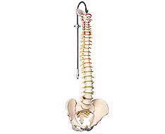 Coluna vertrebral Coluna vertrebral