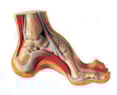 Materiais didáticos de podología