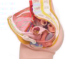 Genital e Pelvis Genital e Pelvis