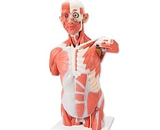 Musculatura Musculatura