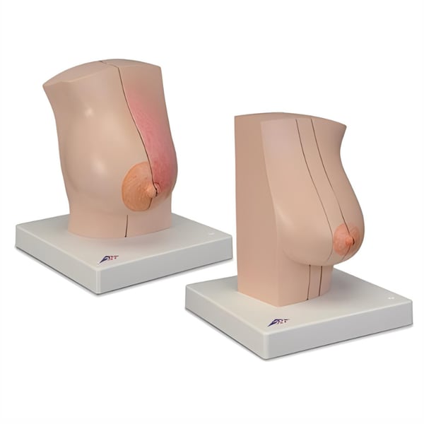 Modelo anatómico de mama de mulher L56. Anatomia Mamaria Realista para Docência e Formação