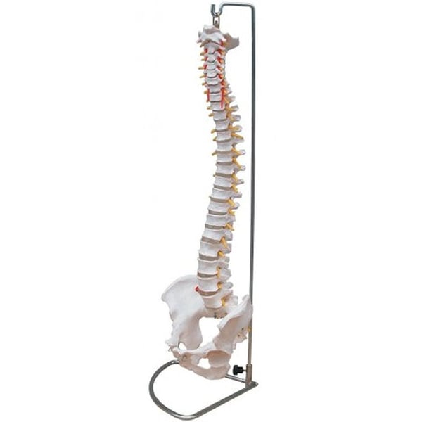 Coluna Vertebral de Tamanho Natural com Pelvis