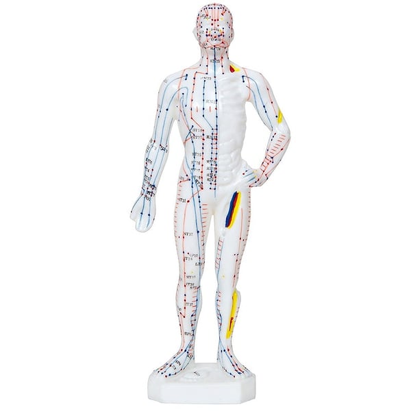 Modelo Anatómico de Corpo Humano Masculino 26 cm: 361 pontos de acupuntura e 80 pontos curiosos