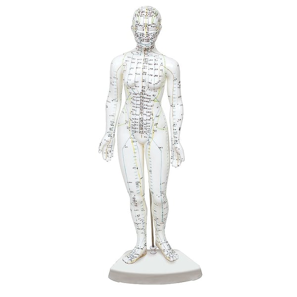 Modelo de corpo humano feminino 46 cm: 361 pontos de acupuntura e 80 pontos curiosos