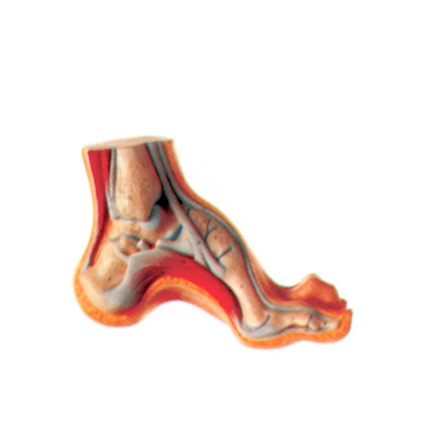 Pé exposição cavo