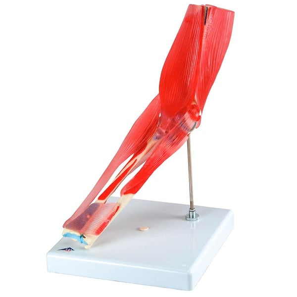 Articulação do cotovelo (Oito peças)