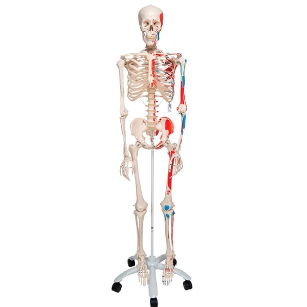 Esqueleto anatómico Max: com músculos em suporte de cinco patas com rodas