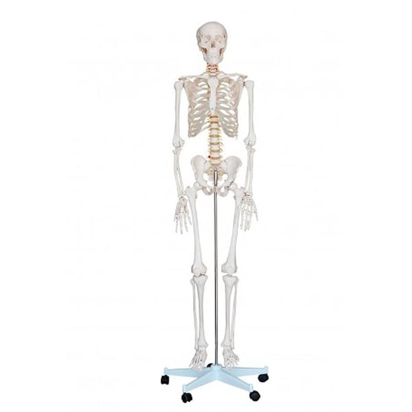 Esqueleto Tamanho Natural 1,80 metros