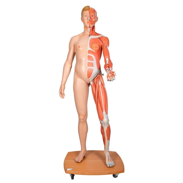 Figura humana corporal completa de duplo sexo (Desmontable em 39 peças)