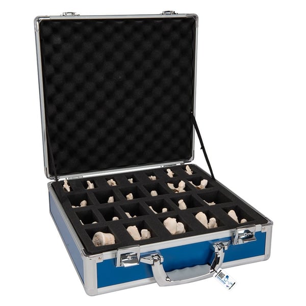 Jogo de 24 vértebras BONElike