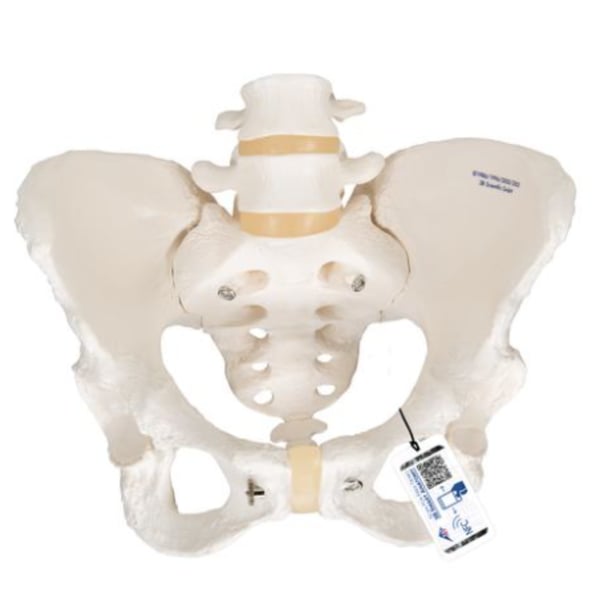 Modelo anatómico do esqueleto da pelvis feminina flexível