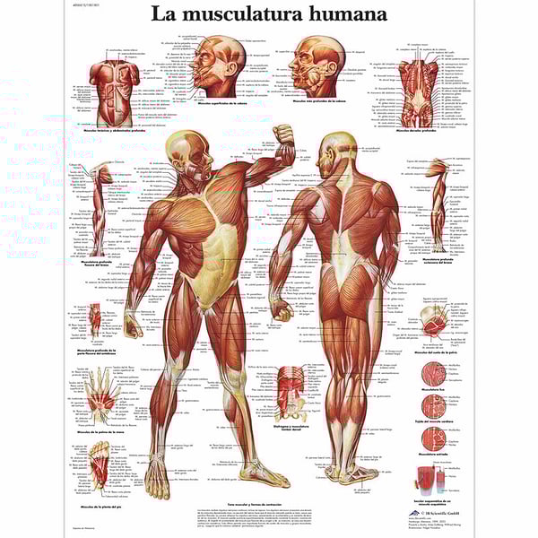 Lâmina de anatomia: Musculatura humana
