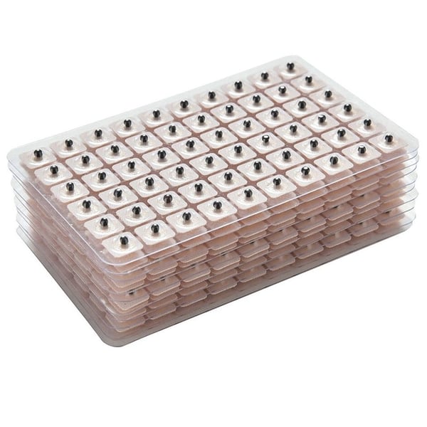 Sementes de Mostarda: ideais para tratamentos de auriculoterapia (240 unidades)