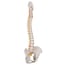 Modelo de coluna vertebral flexível: Versão clássica Modelo de coluna vertebral flexível: Versão clássica