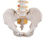 Modelo de coluna vertebral flexível: Versão clássica Modelo de coluna vertebral flexível: Versão clássica
