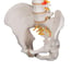Modelo de coluna vertebral flexível: Versão clássica Modelo de coluna vertebral flexível: Versão clássica