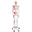 Esqueleto anatómico Max: com músculos em suporte de cinco patas com rodas Esqueleto anatómico Max: com músculos em suporte de cinco patas com rodas