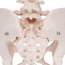 Modelo anatómico do esqueleto da pelvis feminina Modelo anatómico do esqueleto da pelvis feminina
