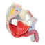 Modelo anatómico de pelvis masculina com ligamentos, copos, nervos, chão pélvico e órgãos (Sete peças) Modelo anatómico de pelvis masculina com ligamentos, copos, nervos, chão pélvico e órgãos (Sete peças)