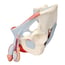 Modelo anatómico de pelvis masculina com ligamentos, copos, nervos, chão pélvico e órgãos (Sete peças) Modelo anatómico de pelvis masculina com ligamentos, copos, nervos, chão pélvico e órgãos (Sete peças)