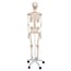 Esqueleto clássico anatómico Stan: em suporte de cinco patas com rodas