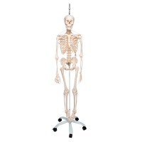 Esqueleto funcional completo Feldi: pendurado de um pé metálico de cinco rodas (Modelo especial)