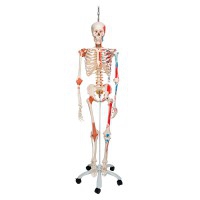 Esqueleto anatómico de luxo Sam: em suporte de pé metálico de cinco rodas