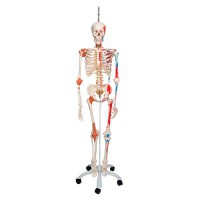 Esqueleto anatómico de luxo Sam: em suporte colgante com cinco rodas