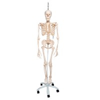 Esqueleto fisiológico Phil: sobre suporte rotatório de cinco rodas (Especial fisioterapia e osteopatia)