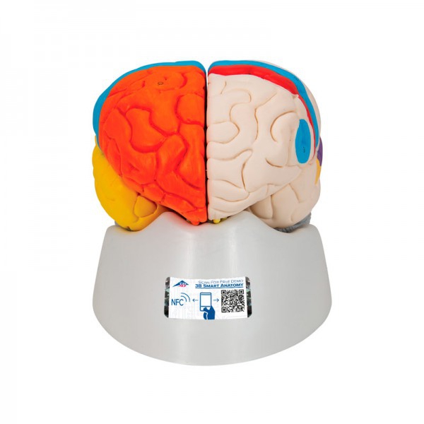 Cérebro neuro-anatómico desmontable em oito peças