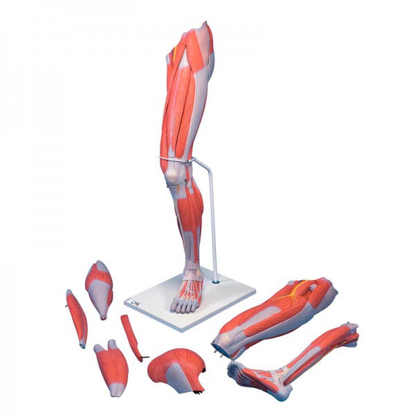 Modelo de músculos da perna desmontable em sete peças diferentes