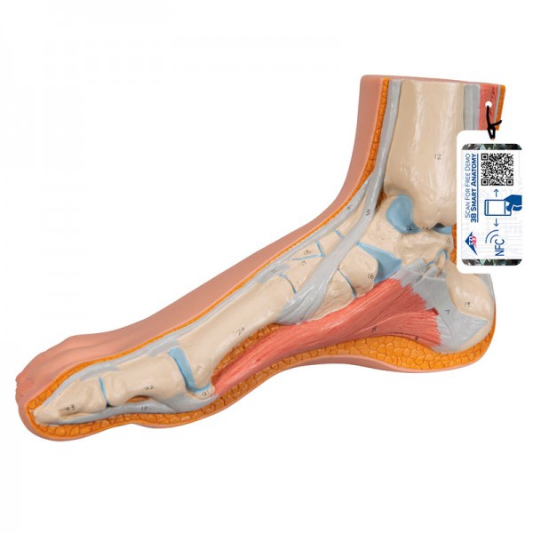 Modelo de pé realista (Ideal para estudo anatómico)