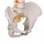 Modelo de coluna vertebral flexível: Versão clássica