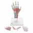 Modelo do esqueleto da mão com ligamentos e músculos