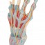 Modelo do esqueleto da mão com ligamentos e músculos