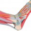 Modelo do esqueleto do pé com ligamentos e músculos