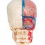 Modelo de crânio didático de luxo BONElike: Sete partes diferentes