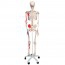 Esqueleto anatómico Max: com músculos em suporte de cinco patas com rodas