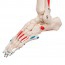 Esqueleto anatómico Max: com músculos em suporte de cinco patas com rodas