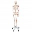 Esqueleto anatómico Leio: com ligamentos articulares e suporte de cinco patas com rodas