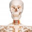 Esqueleto anatómico de luxo Fred: esqueleto flexível em suporte de cinco patas com rodas