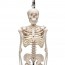 Miniesqueleto completo Shorty sobre suporte colgante