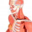 Figura de réplica humana com músculos de duplo sexo (Desmontable em 45 peças)